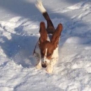 Meet your Posher, Jet